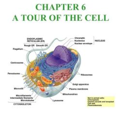 Cell tour