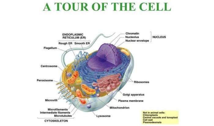 Cell tour