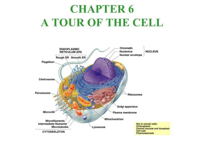 Cell tour