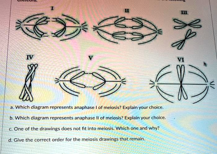 Which diagram represents anaphase i of meiosis