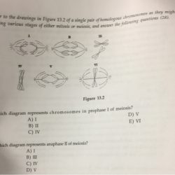 Which meiosis represents anaphase diagram drawing independent stage