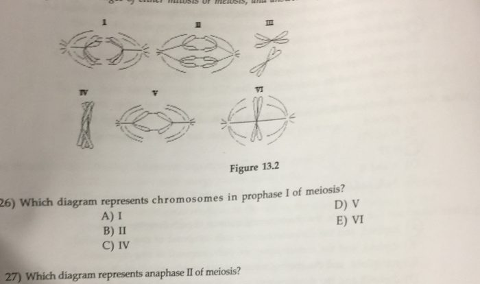 Which meiosis represents anaphase diagram drawing independent stage