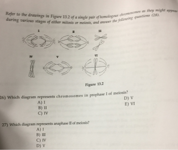 Which meiosis represents anaphase diagram drawing independent stage