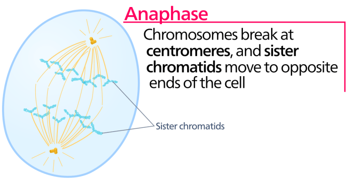 Which diagram represents anaphase i of meiosis